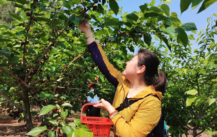 桑葚采摘（经济学院供图）.jpg