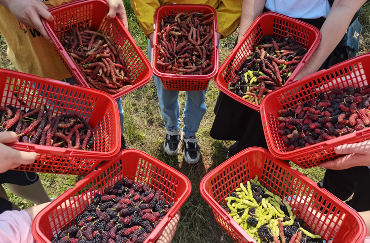鲜嫩可口的桑葚受欢迎（罗龙街道供图）.jpg